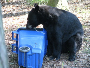 The lids on bear-proof garbage cans are reinforced to prevent them from being pried open by bear claws.